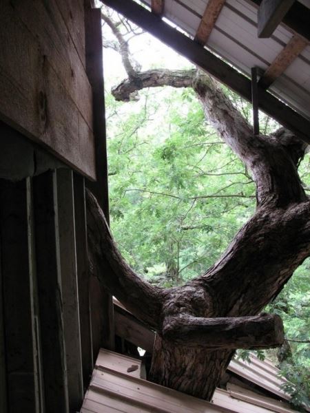 <br />
							Домик на дереве (33 фото)
<p>					